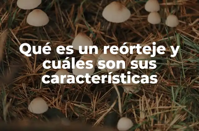 Qué es un Reórteje y Cuáles Son Sus Características