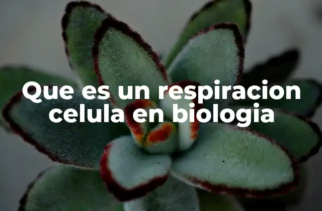 Que es un Respiracion Celula en Biologia