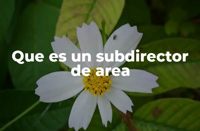 Que es un Subdirector de Area