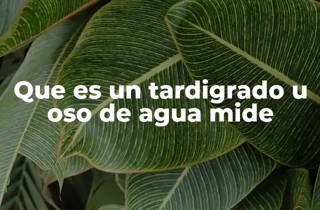 ¿Cómo se clasifica y qué características tiene el oso de agua?