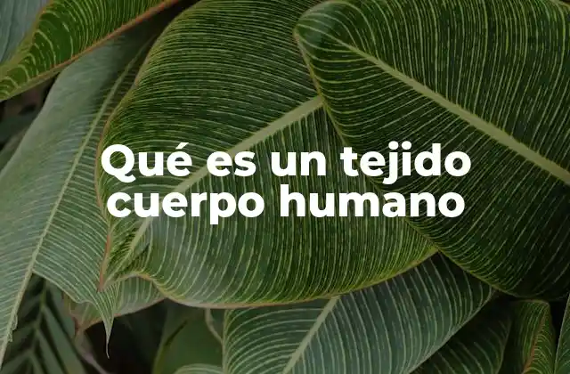 Qué es un Tejido Cuerpo Humano