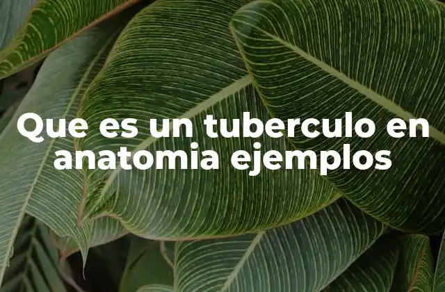 Que es un Tuberculo en Anatomia Ejemplos