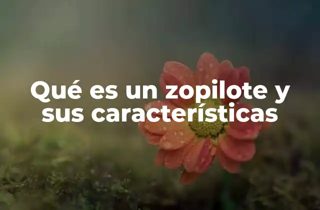 Qué es un Zopilote y Sus Características