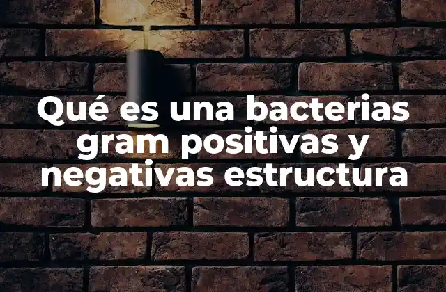Qué es una Bacterias Gram Positivas y Negativas Estructura 2 Diferencias estructurales entre bacterias Gram positivas y negativas