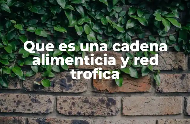 Que es una Cadena Alimenticia y Red Trofica 2 La importancia de comprender los flujos de energía en los ecosistemas