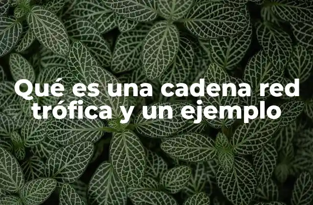 Qué es una Cadena Red Trófica y un Ejemplo