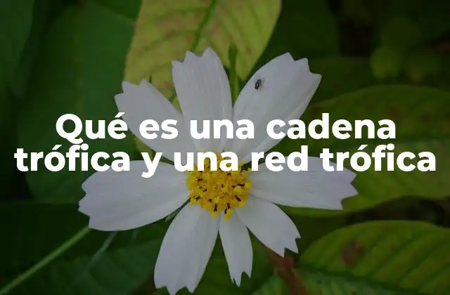 Qué es una Cadena Trófica y una Red Trófica