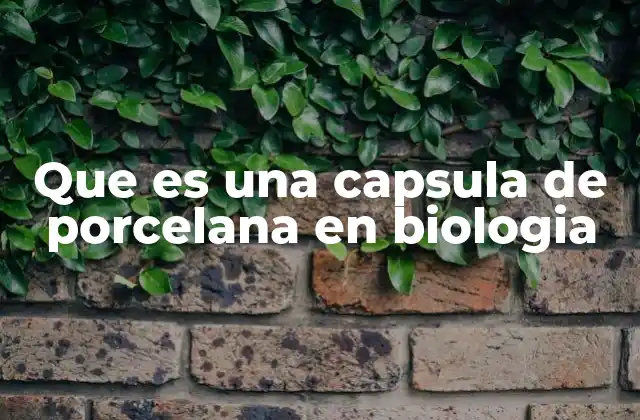 Que es una Capsula de Porcelana en Biologia 2 La importancia de los materiales de laboratorio en la observación bacteriana