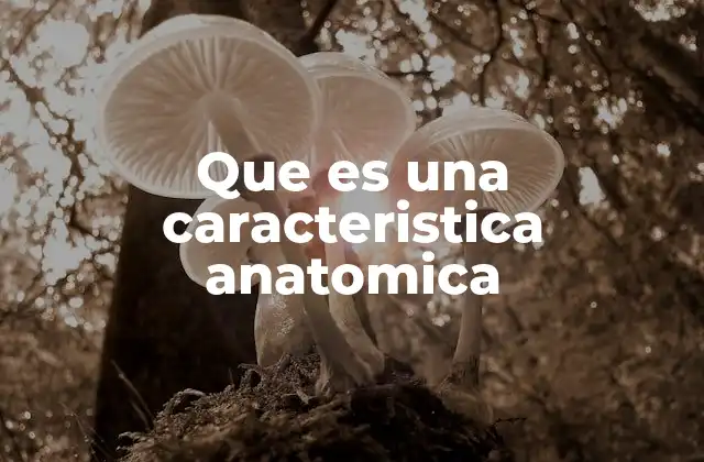 Que es una Caracteristica Anatomica 2 La importancia de las características anatómicas en la medicina