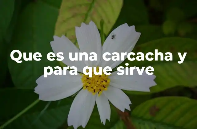 Que es una Carcacha y para que Sirve