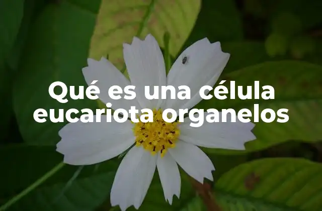 Qué es una Célula Eucariota Organelos