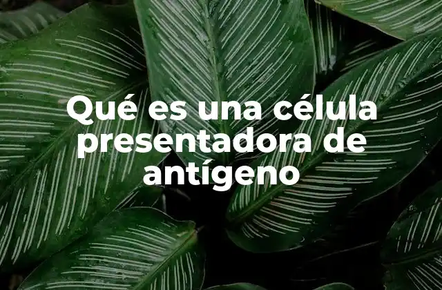 Qué es una Célula Presentadora de Antígeno