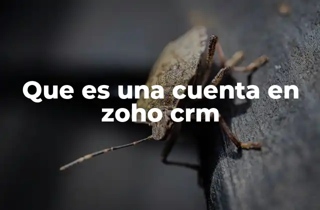 Que es una Cuenta en Zoho Crm