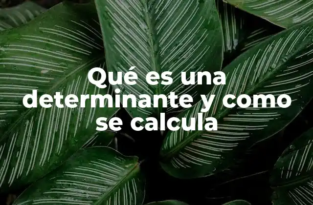 Qué es una Determinante y como Se Calcula