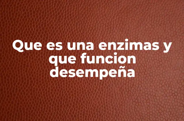 Que es una Enzimas y que Funcion Desempeña 2 El papel fundamental de las enzimas en el organismo