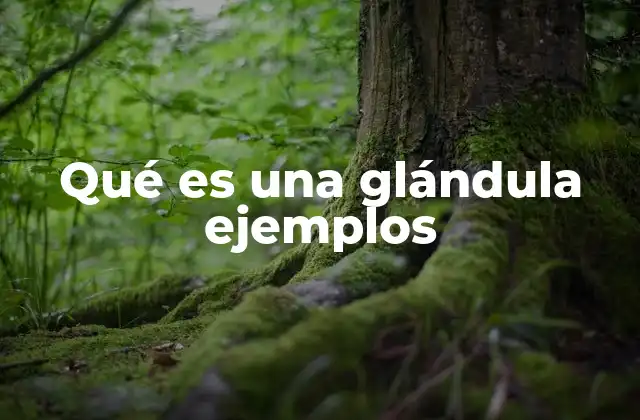 Qué es una Glándula Ejemplos