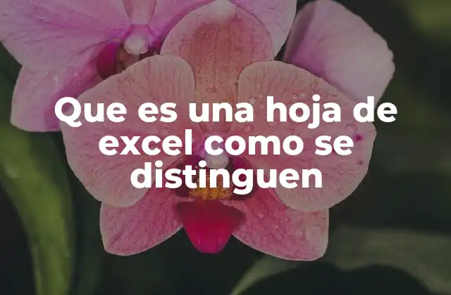 Que es una Hoja de Excel como Se Distinguen