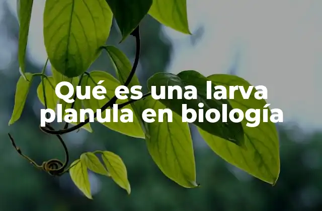 Qué es una Larva Planula en Biología