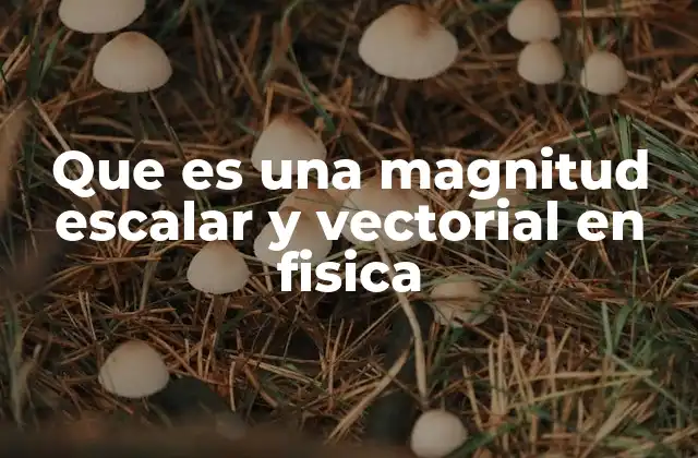 Que es una Magnitud Escalar y Vectorial en Fisica