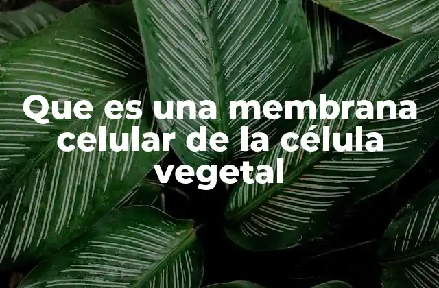 Que es una Membrana Celular de la Célula Vegetal