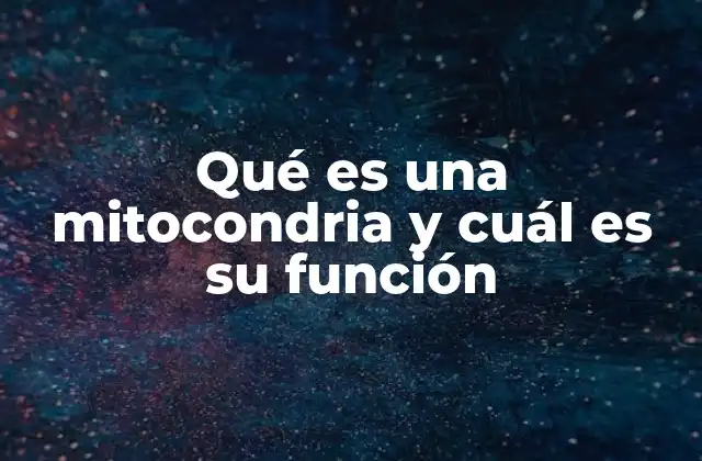 Qué es una Mitocondria y Cuál es Su Función