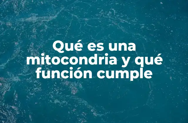Qué es una Mitocondria y Qué Función Cumple
