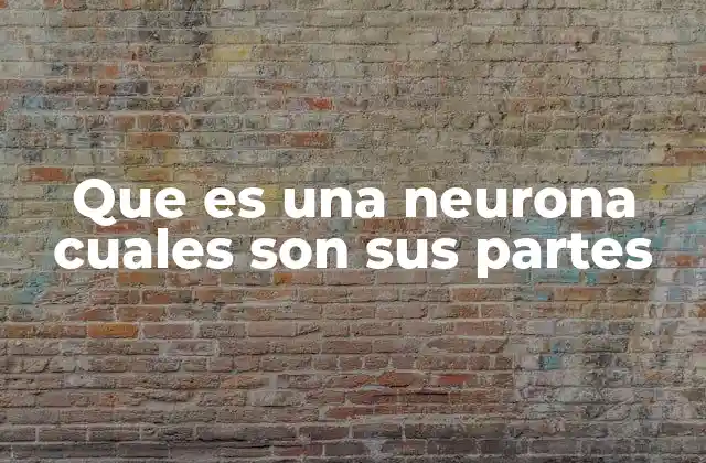 Que es una Neurona Cuales Son Sus Partes 2 Estructura y función de la neurona en el sistema nervioso