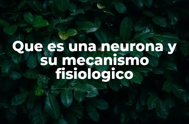 Que es una Neurona y Su Mecanismo Fisiologico