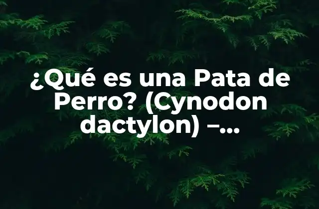 ¿qué es una Pata de Perro? (cynodon Dactylon) – Características y Cuidado