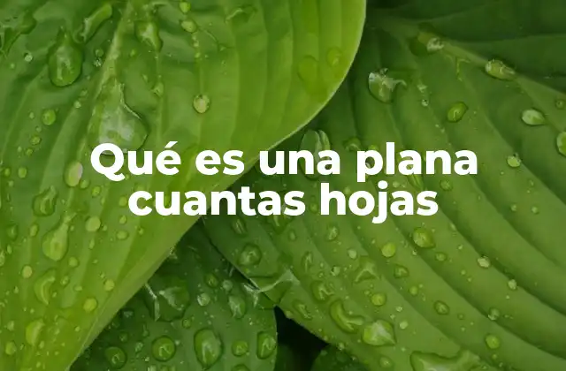 Qué es una Plana Cuantas Hojas