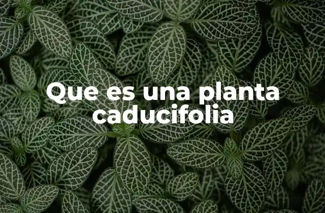 El ciclo estacional de las plantas caducifolias