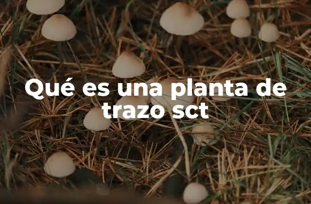 Qué es una Planta de Trazo Sct