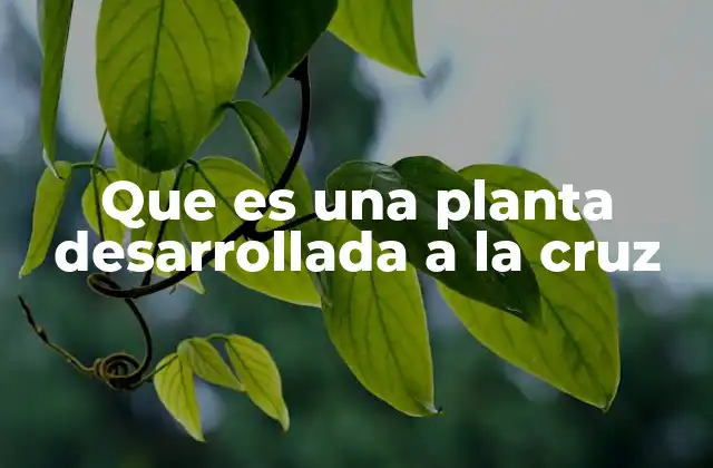 Que es una Planta Desarrollada a la Cruz