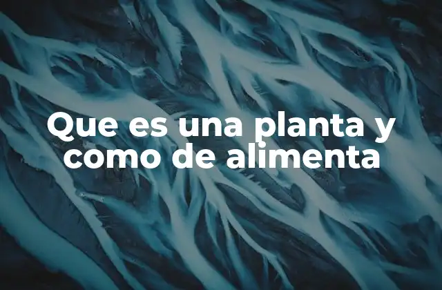 Que es una Planta y como de Alimenta