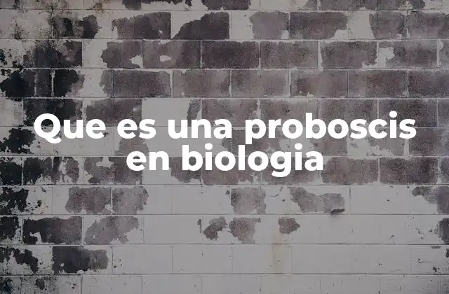 Que es una Proboscis en Biologia 2 Estructura y función de la proboscis en la naturaleza