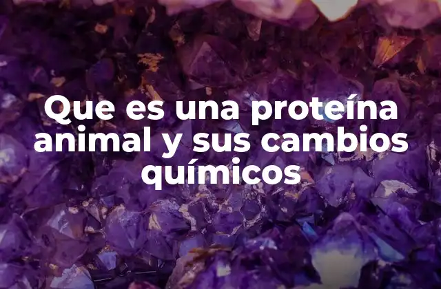 Que es una Proteína Animal y Sus Cambios Químicos