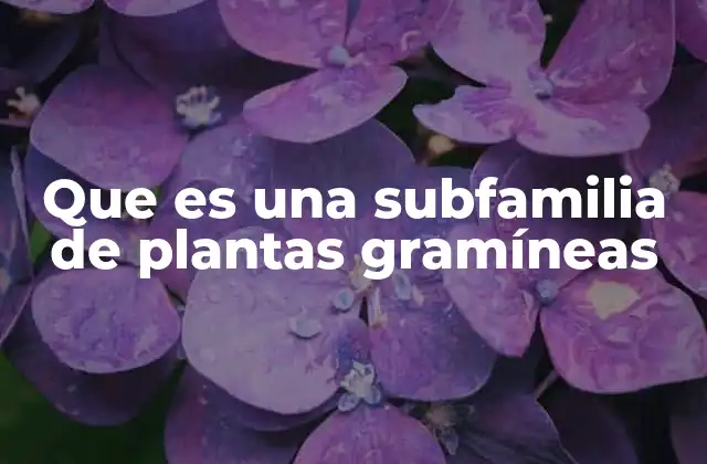 Que es una Subfamilia de Plantas Gramíneas 2 Clasificación y características de las subfamilias de gramíneas
