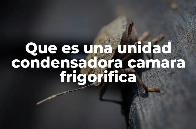 Que es una Unidad Condensadora Camara Frigorifica