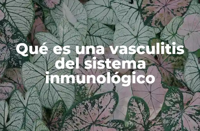Qué es una Vasculitis Del Sistema Inmunológico