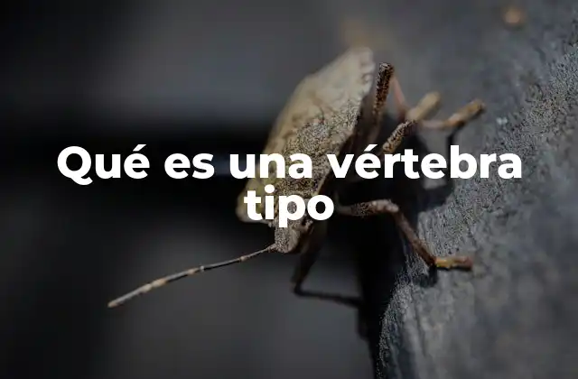 Qué es una Vértebra Tipo