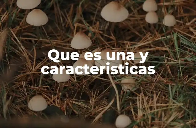 La importancia de entender qué es algo y sus cualidades