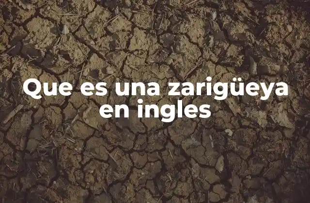 Que es una Zarigüeya en Ingles