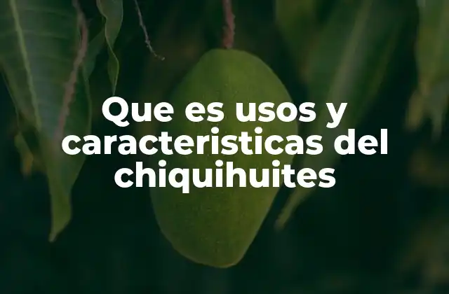 Que es Usos y Caracteristicas Del Chiquihuites