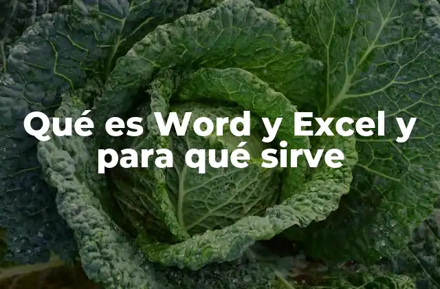 Qué es Word y Excel y para Qué Sirve
