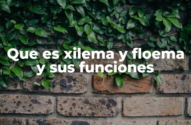Que es Xilema y Floema y Sus Funciones