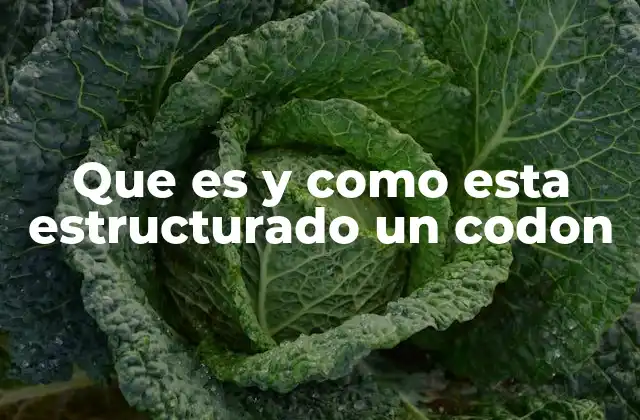 Que es y como Esta Estructurado un Codon