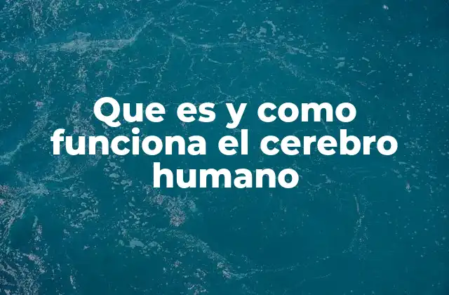 Que es y como Funciona el Cerebro Humano