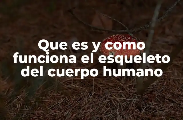 Que es y como Funciona el Esqueleto Del Cuerpo Humano
