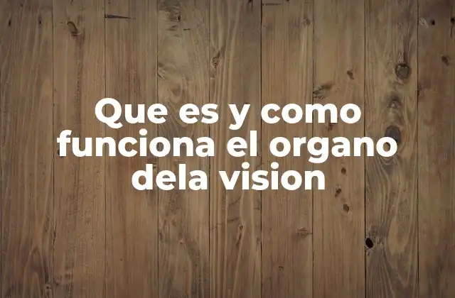 Que es y como Funciona el Organo Dela Vision 2 La estructura anatómica del órgano visual y su funcionamiento
