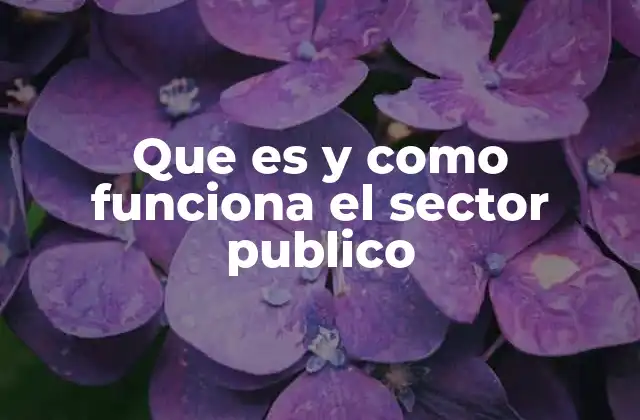 Que es y como Funciona el Sector Publico